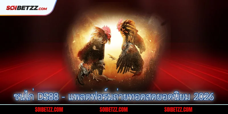 ชนไก่ DS88 - แพลตฟอร์มถ่ายทอดสดยอดนิยม 2026