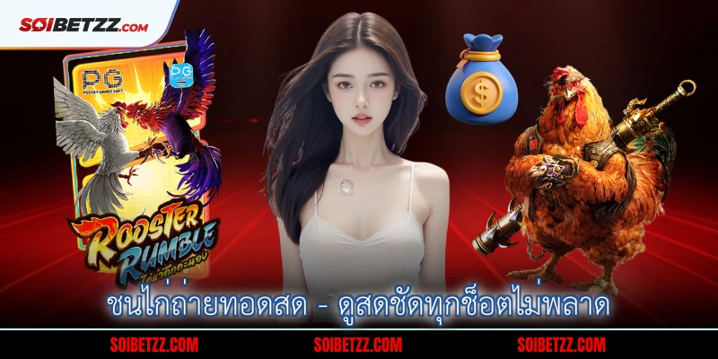 ชนไก่ถ่ายทอดสด - ดูสดชัดทุกช็อตไม่พลาด