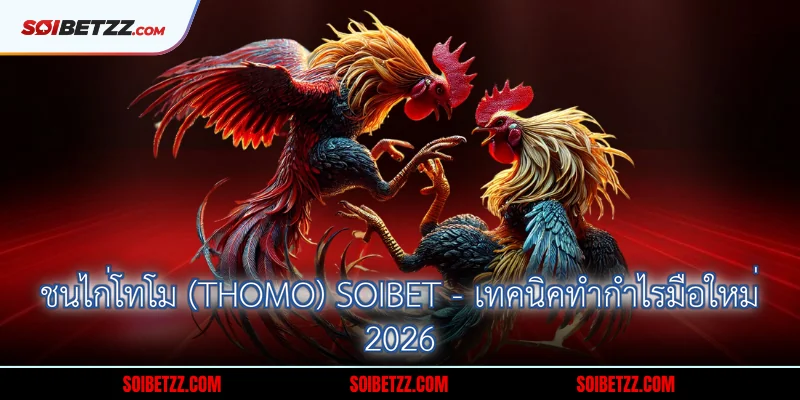 ชนไก่โทโม (Thomo) Soibet - เทคนิคทำกำไรมือใหม่ 2026