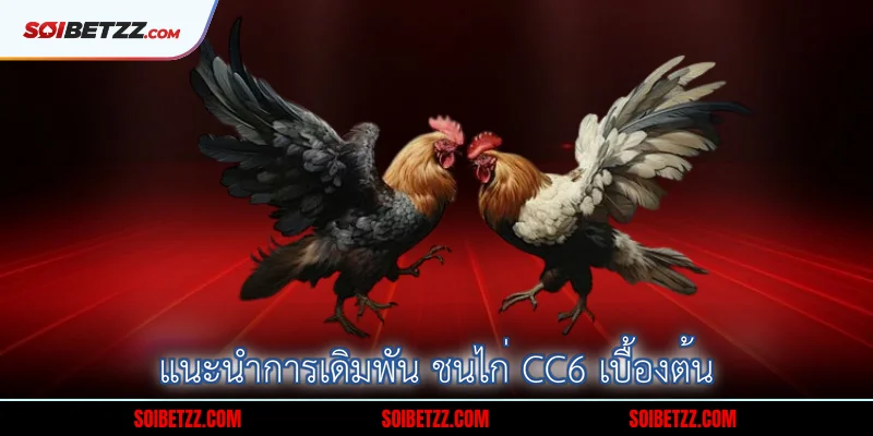 แนะนำการเดิมพัน ชนไก่ CC6 เบื้องต้น