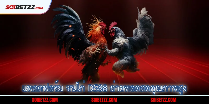 แพลตฟอร์ม ชนไก่ DS88 ถ่ายทอดสดคุณภาพสูง