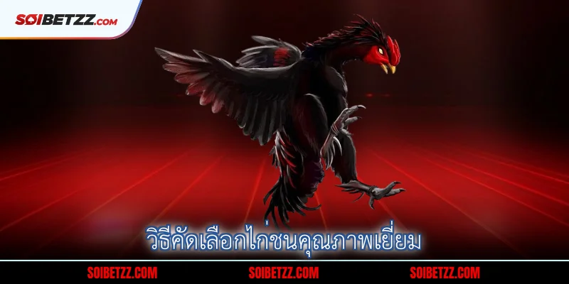 วิธีคัดเลือกไก่ชนคุณภาพเยี่ยม