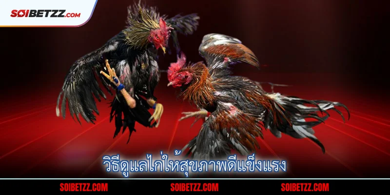 วธดแลไกใหสขภาพดแขงแรง