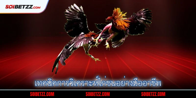 เทคนิคการวิเคราะห์ไก่ชนอย่างมืออาชีพ