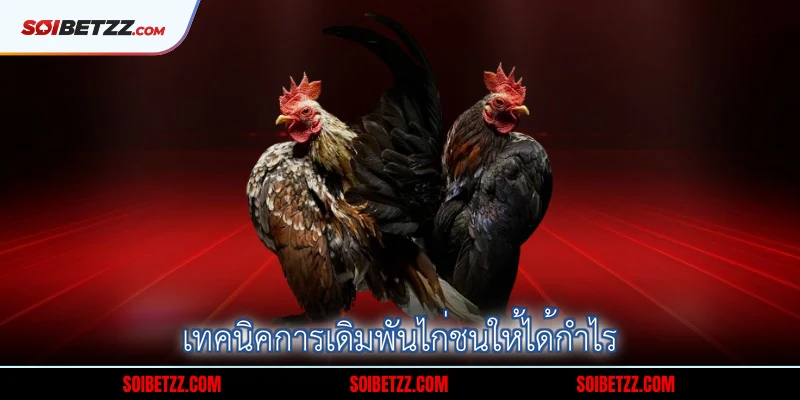 เทคนิคการเดิมพันไก่ชนให้ได้กำไร